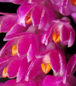 Dendrobium secundum