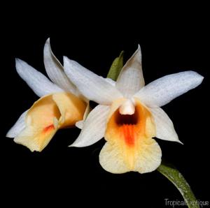 Dendrobium christyanum