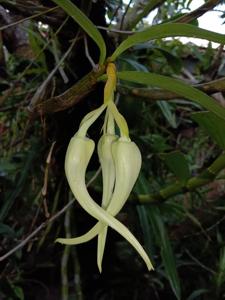 Dendrobium halmaheirense