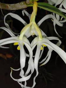 Dendrobium halmaheirense
