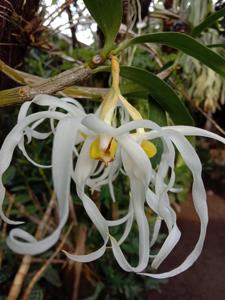 Dendrobium halmaheirense
