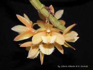 Dendrobium serratilabium