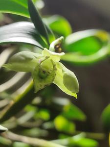 Dendrobium otaguroanum