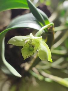 Dendrobium otaguroanum