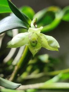 Dendrobium otaguroanum