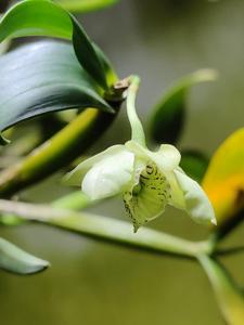 Dendrobium otaguroanum