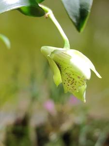 Dendrobium otaguroanum