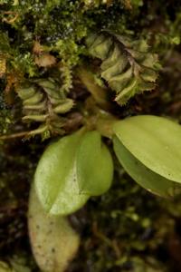 Andinia trimytera
