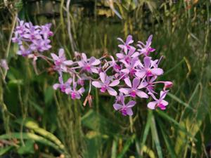 Vanda coerulescens