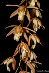 Coelogyne buennemeyeri