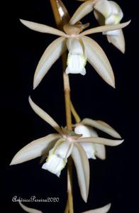 Coelogyne albolutea