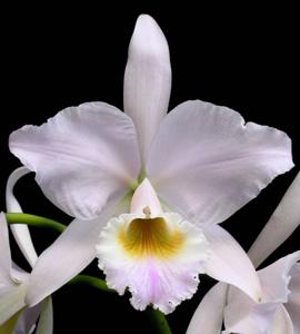 Cattleya labiata