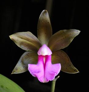 Cattleya bicolor