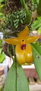 Bulbophyllum membranifolium