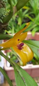 Bulbophyllum membranifolium