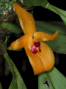 Bulbophyllum membranifolium subsp. membranifolium
