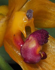 Bulbophyllum membranifolium subsp. membranifolium