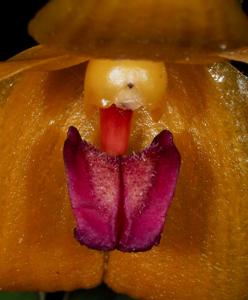 Bulbophyllum membranifolium subsp. membranifolium