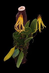 Bulbophyllum thiurum