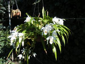 Coelogyne cristata