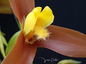 Lycaste lasioglossa