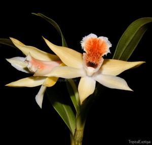 Dendrobium cariniferum