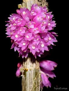 Dendrobium purpureum