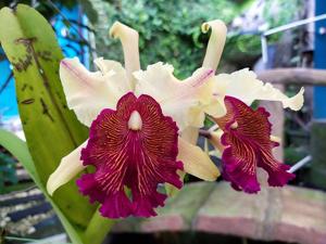 Cattleya dowiana