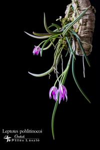 Leptotes pohlitinocoi