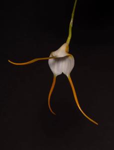 Masdevallia mejiana