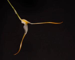 Masdevallia mejiana