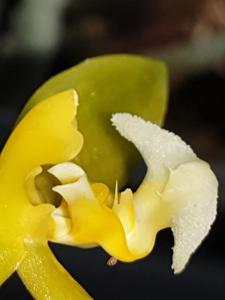 Phalaenopsis mannii