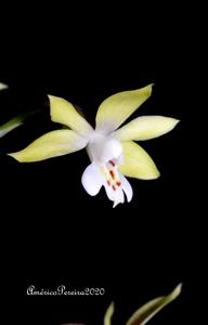 Calanthe graciliflora