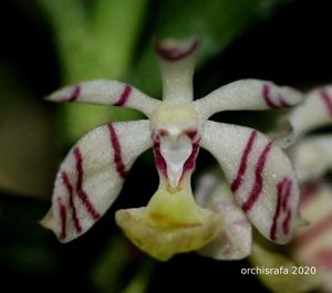 Trichoglottis pusilla