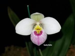 Phragmipedium schlimii var. manzurii