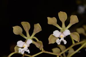 Encyclia selligera