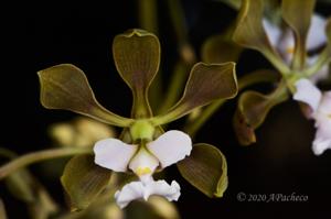 Encyclia selligera