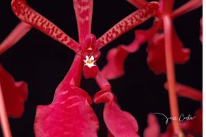 Renanthera philippinensis