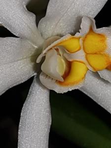 Coelogyne nitida