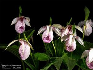 Cypripedium formosanum