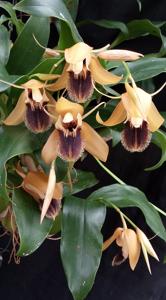 Coelogyne ovalis
