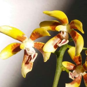 Phalaenopsis kunstleri