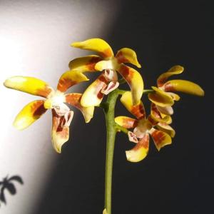 Phalaenopsis kunstleri