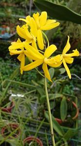 Cattleya crispata