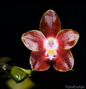 Phalaenopsis venosa