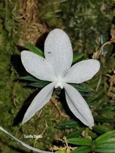 Trichoglottis biglandulosa