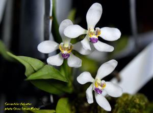 Sarcochilus falcatus