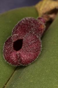 Dresslerella pertusa