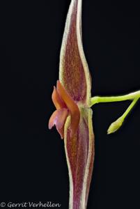 Lepanthes ionoptera
