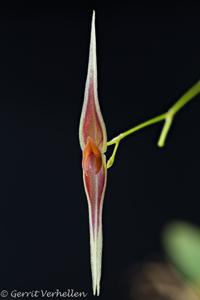 Lepanthes ionoptera